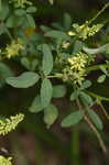 Indian sweetclover